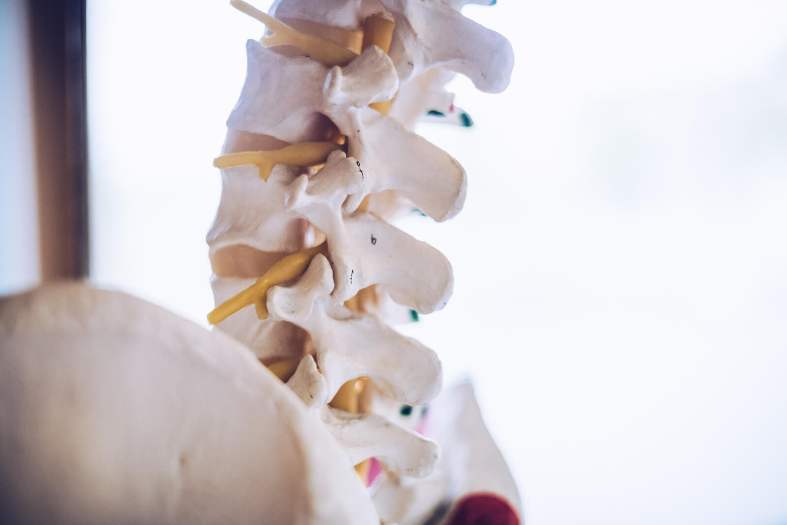 Physiotherapie Praxis Gelnhausen - Anatomieskelett